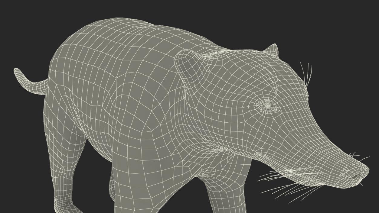 South American Coati Rigged 3D