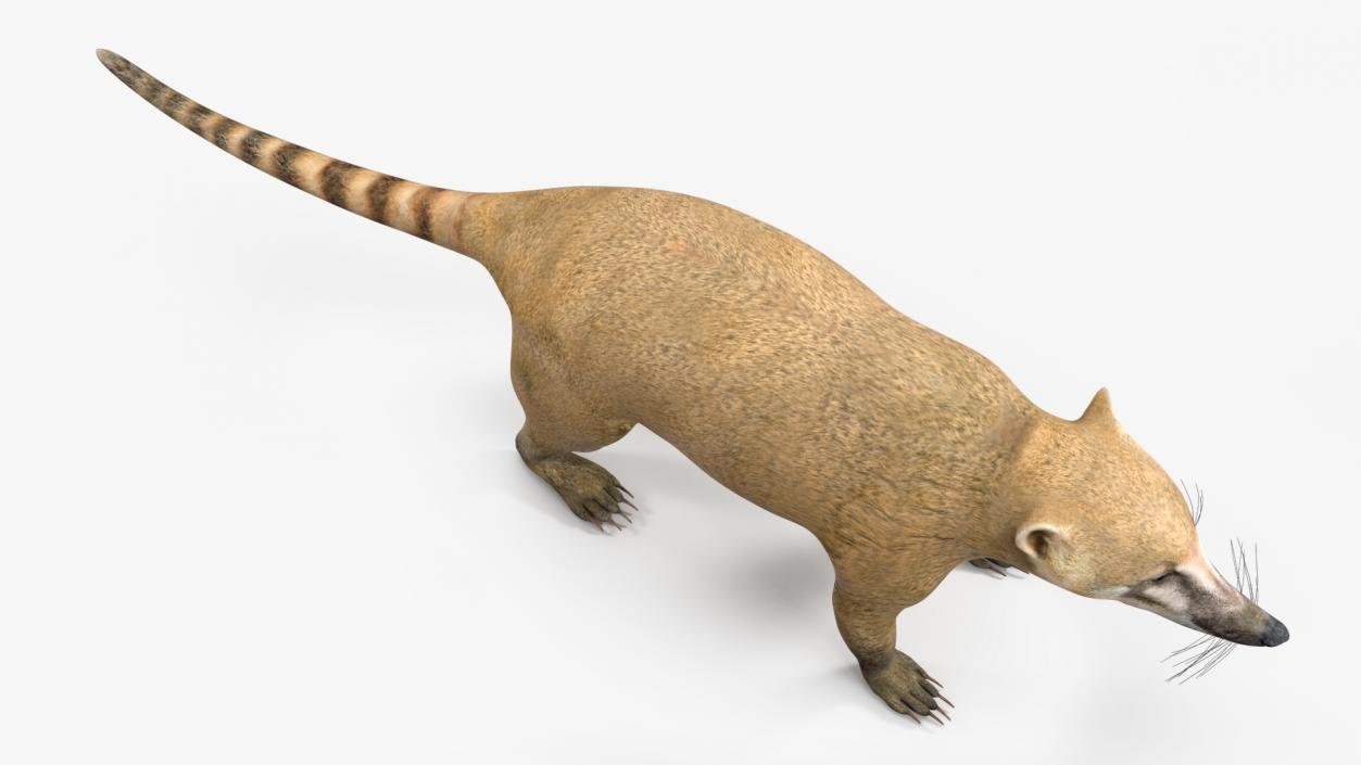 South American Coati Rigged 3D