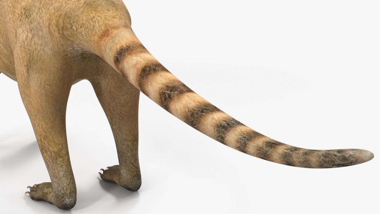 South American Coati Rigged 3D