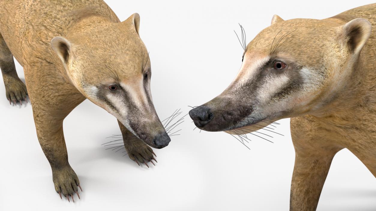 South American Coati Rigged 3D