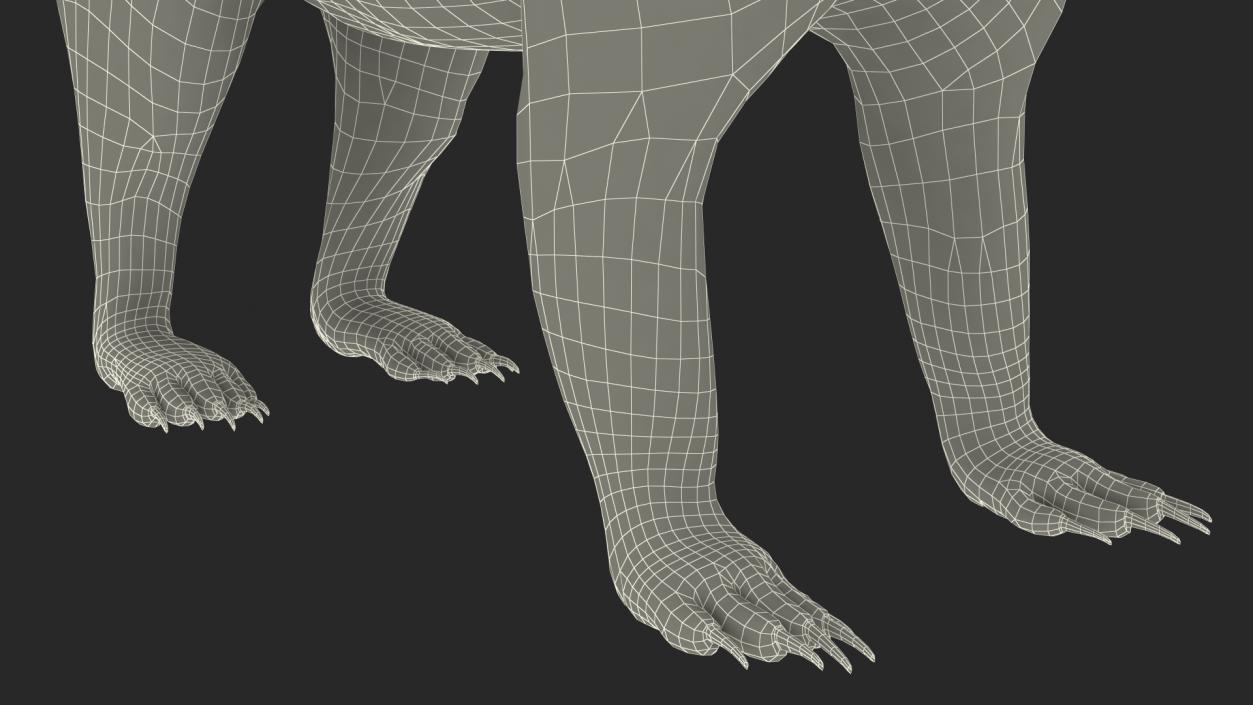 South American Coati Rigged 3D