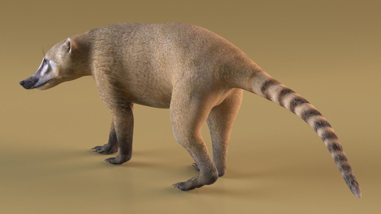 South American Coati Rigged 3D