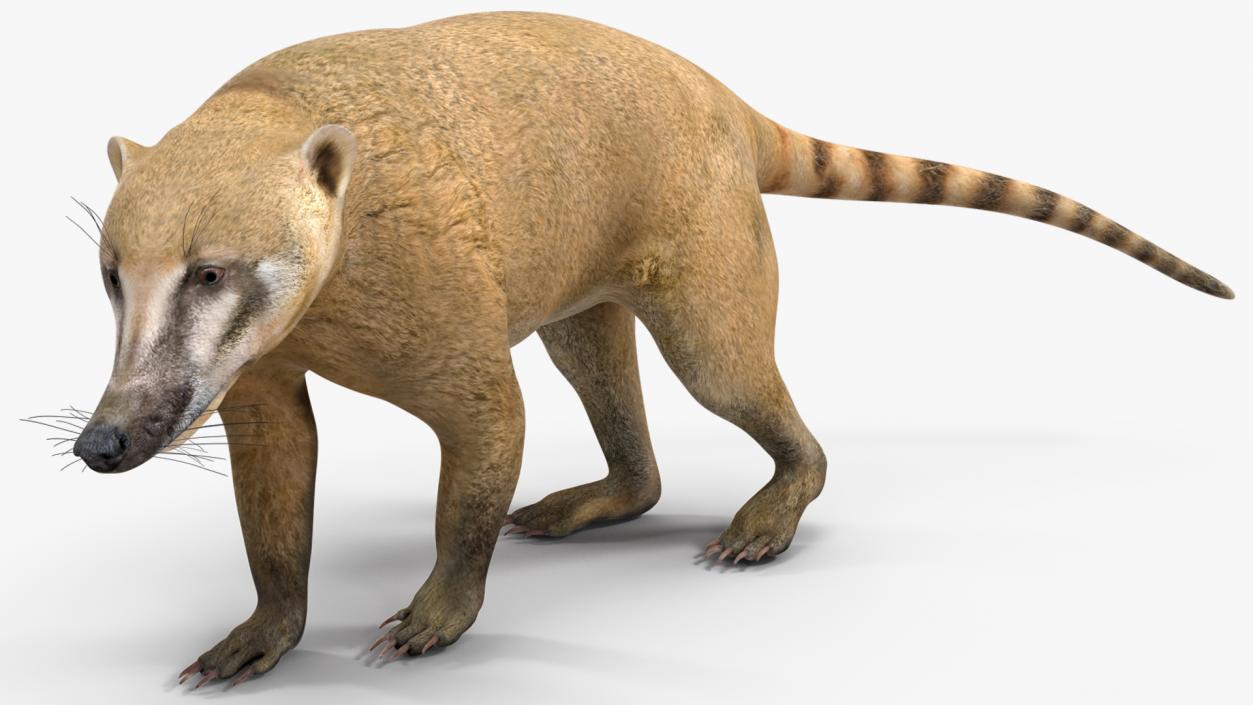 South American Coati Rigged 3D