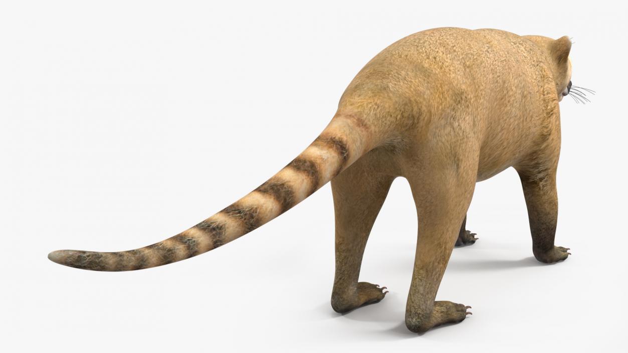 South American Coati Rigged 3D