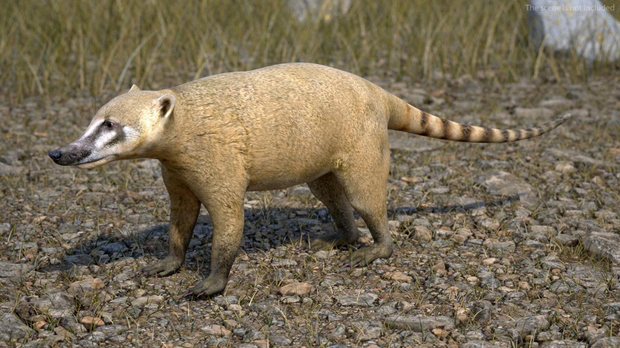 South American Coati Rigged 3D