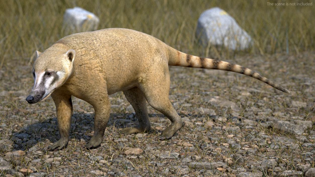 South American Coati Rigged 3D