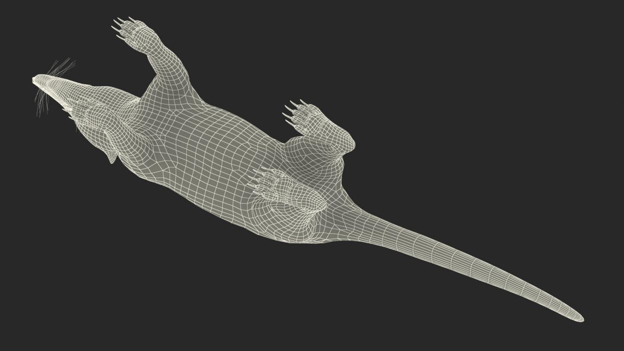 South American Coati Rigged 3D