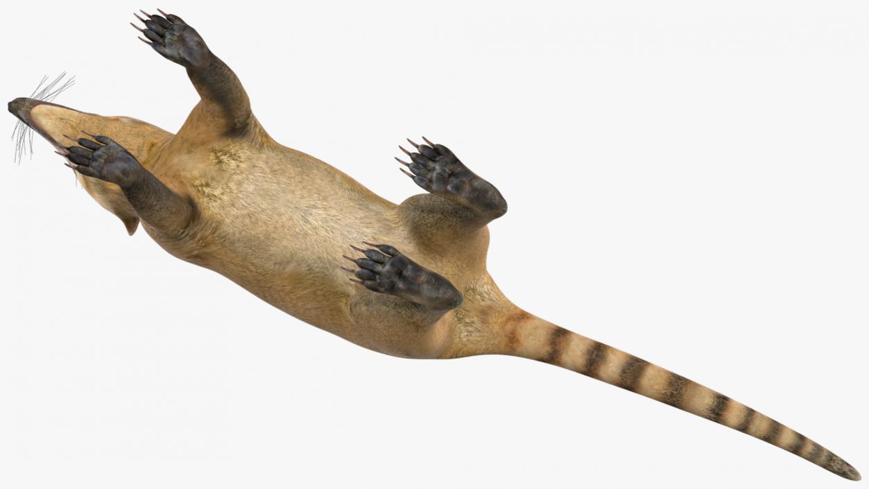 South American Coati Rigged 3D