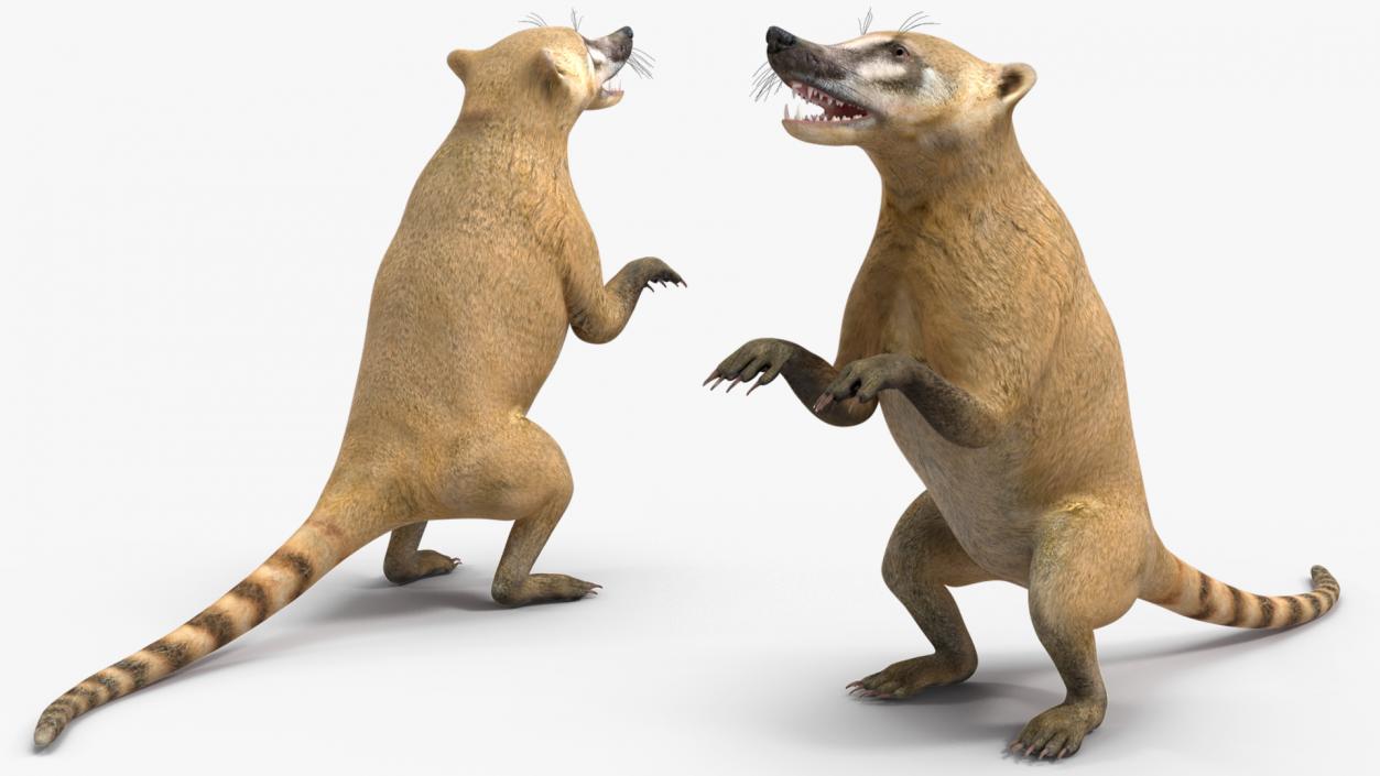 South American Coati Rigged 3D