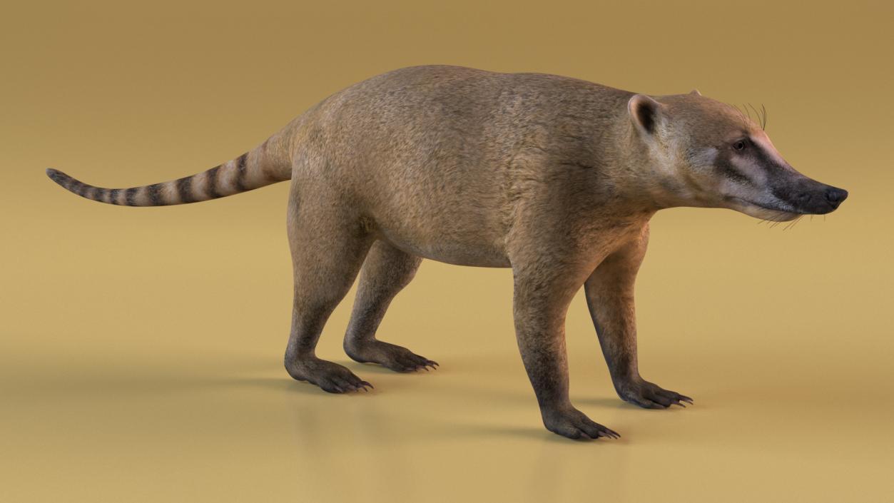 South American Coati Rigged 3D