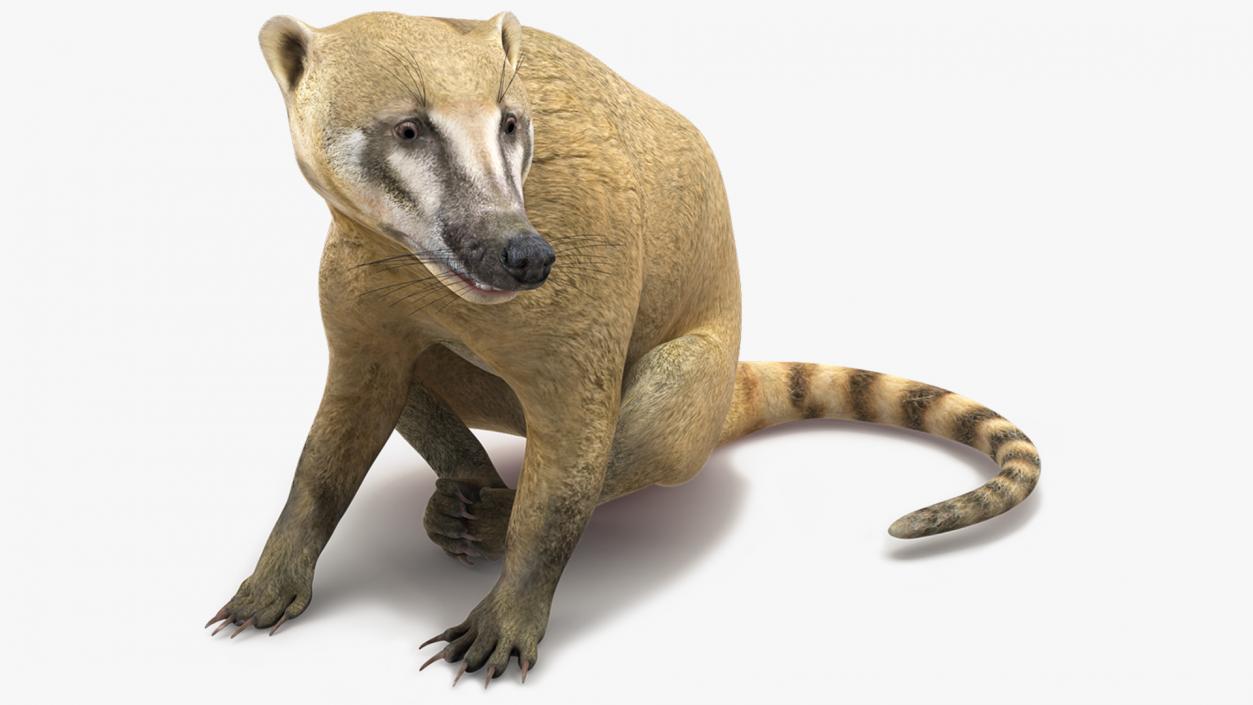 South American Coati Rigged 3D