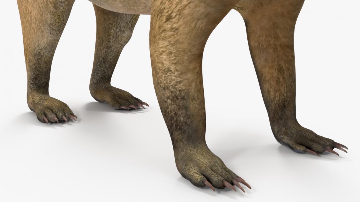 South American Coati Rigged 3D