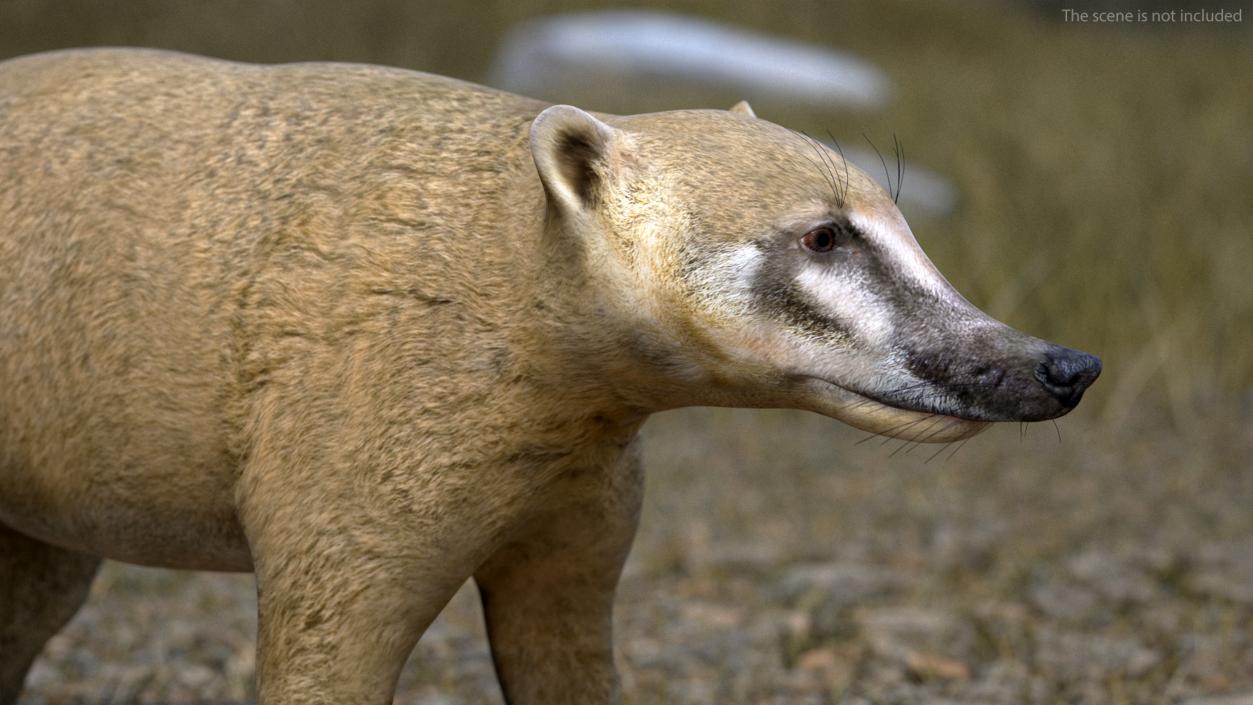 South American Coati Rigged 3D