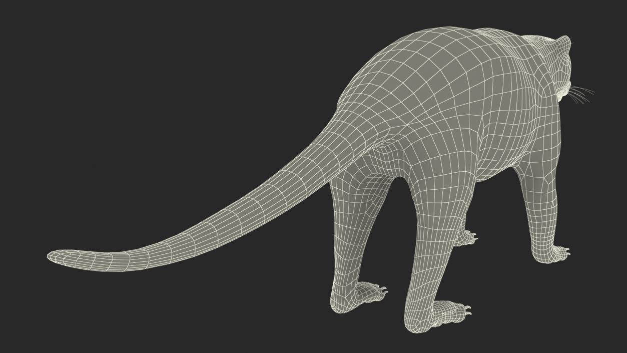 South American Coati Rigged 3D