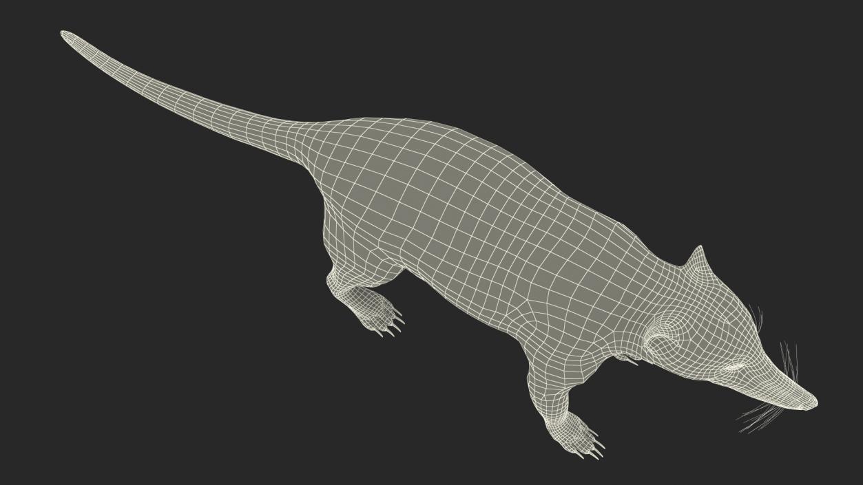 South American Coati Rigged 3D