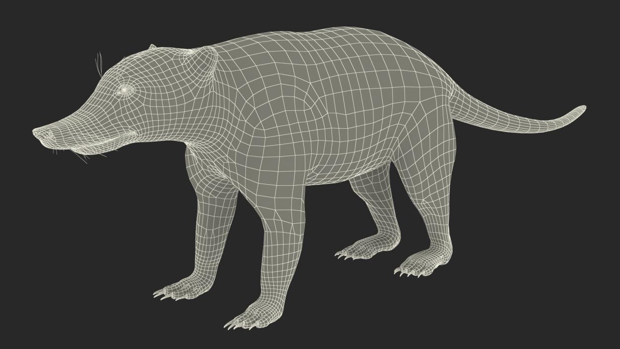 South American Coati Rigged 3D