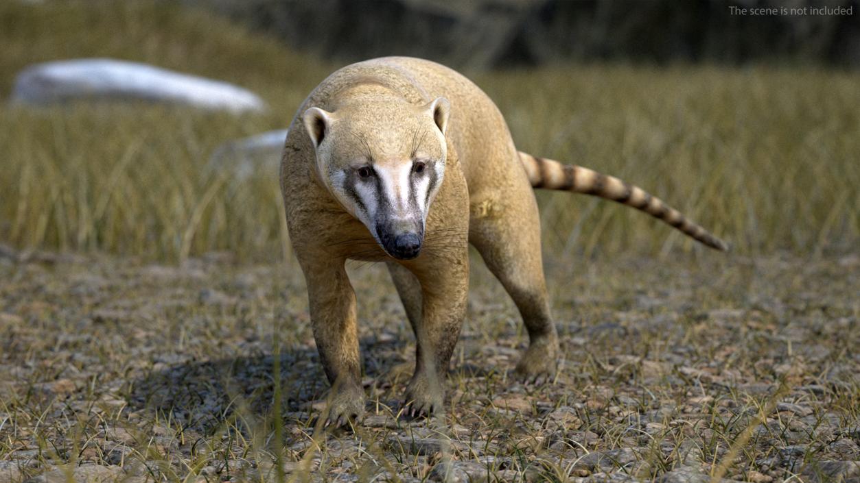 South American Coati Rigged 3D