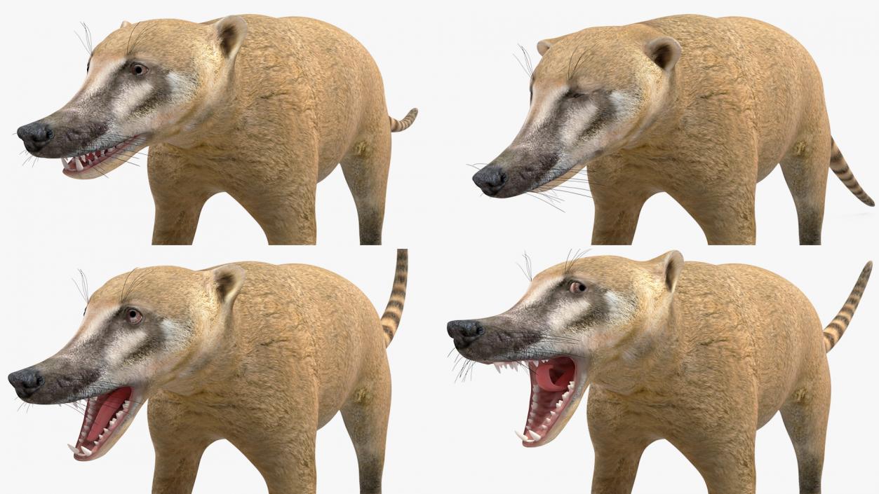 South American Coati Rigged 3D