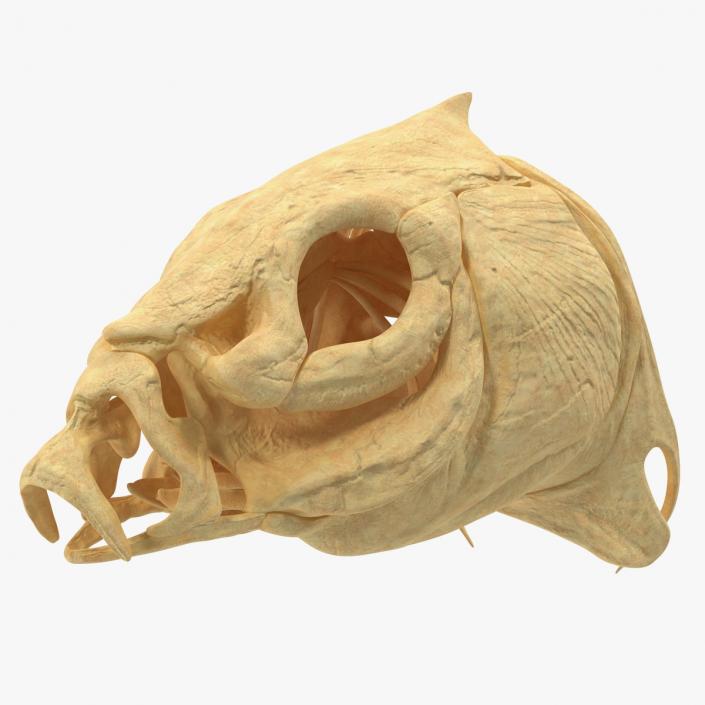 3D Fish Skull Bones