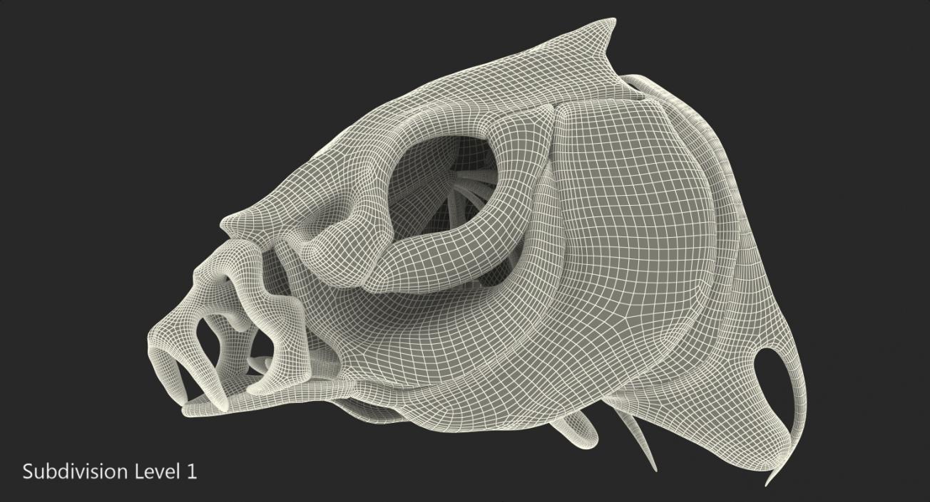 3D Fish Skull Bones