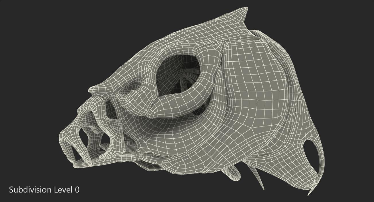 3D Fish Skull Bones