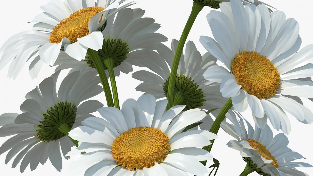 3D Bouquet of Chamomile Flowers in Vase