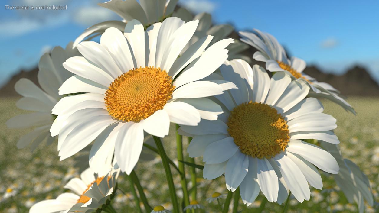 3D Bouquet of Chamomile Flowers in Vase