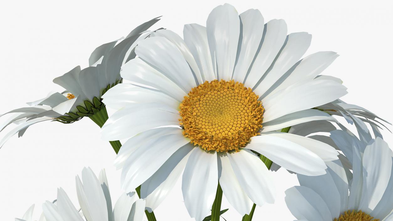 3D Bouquet of Chamomile Flowers in Vase