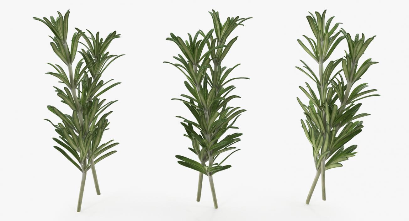 Fresh Rosemary 3D model