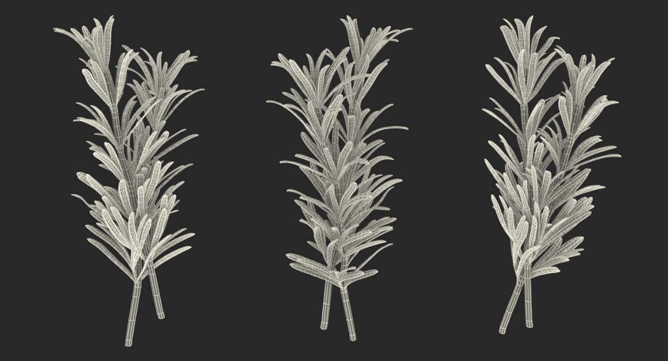 Fresh Rosemary 3D model