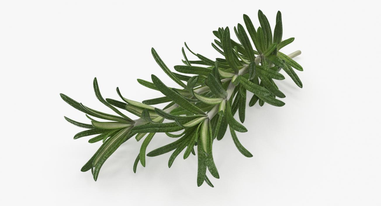 Fresh Rosemary 3D model