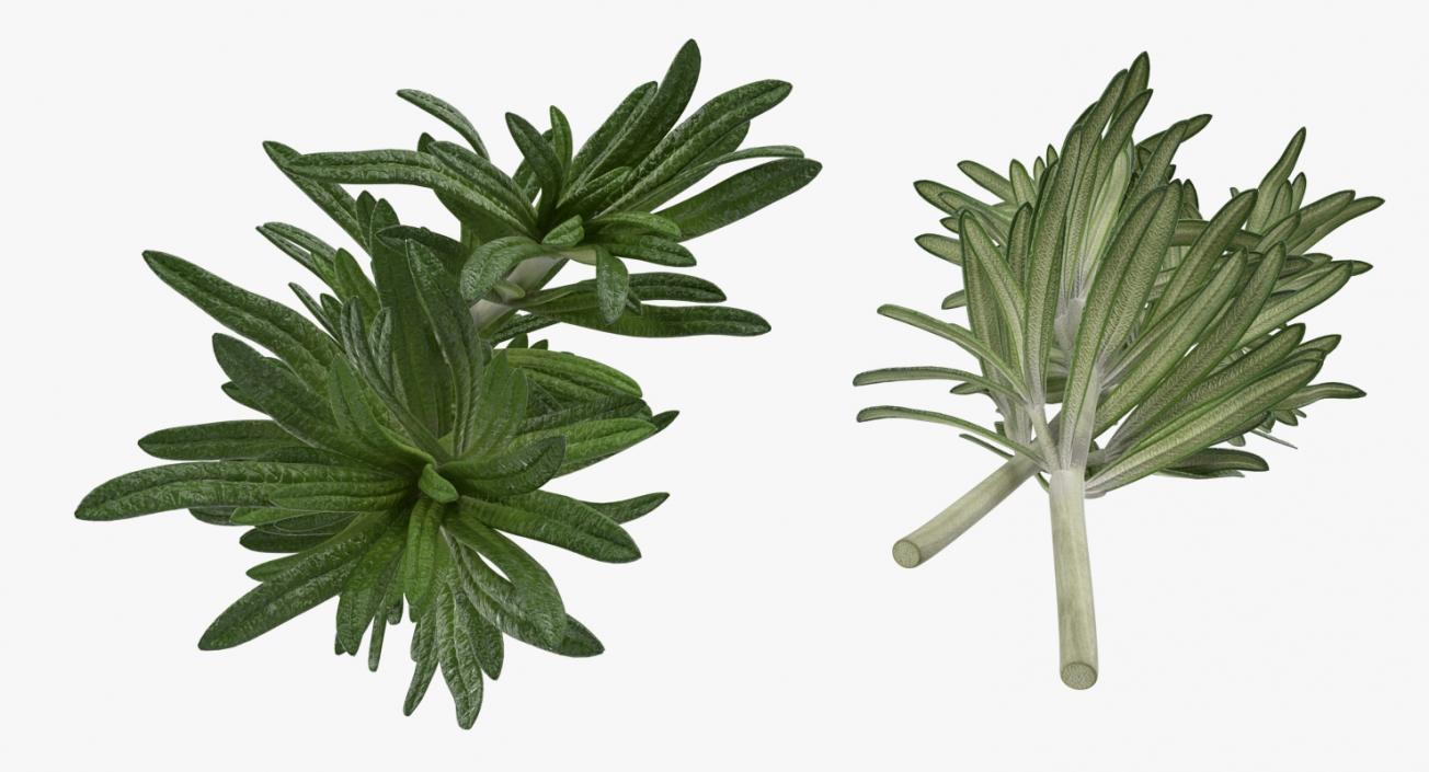 Fresh Rosemary 3D model