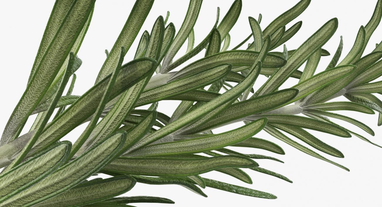 Fresh Rosemary 3D model