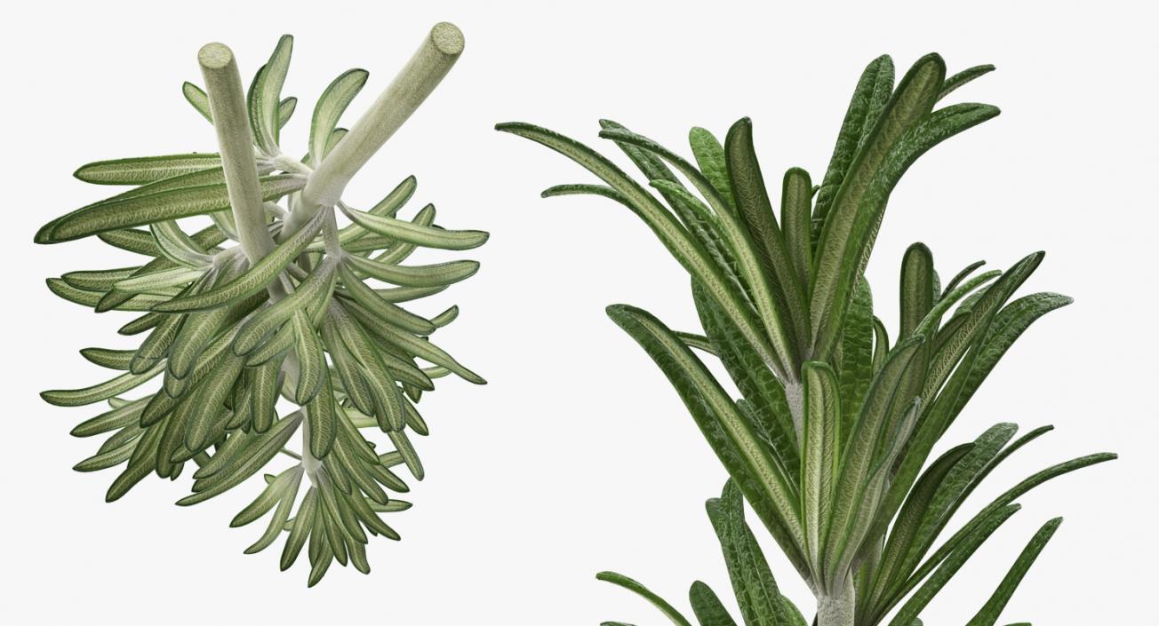 Fresh Rosemary 3D model