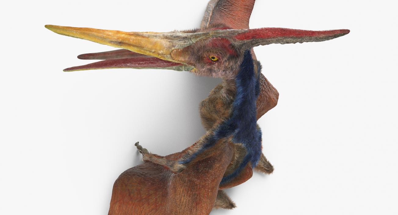 3D Pteranodon Standing Pose with Fur model