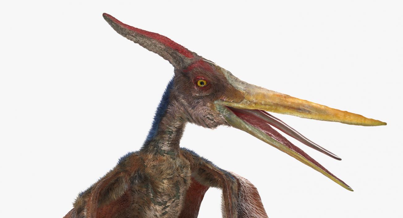 3D Pteranodon Standing Pose with Fur model