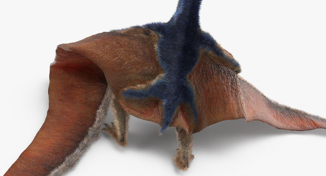 3D Pteranodon Standing Pose with Fur model