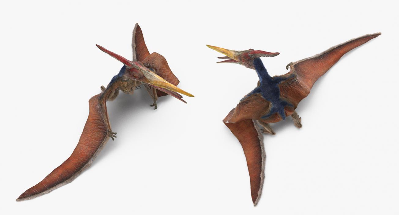 3D Pteranodon Standing Pose with Fur model