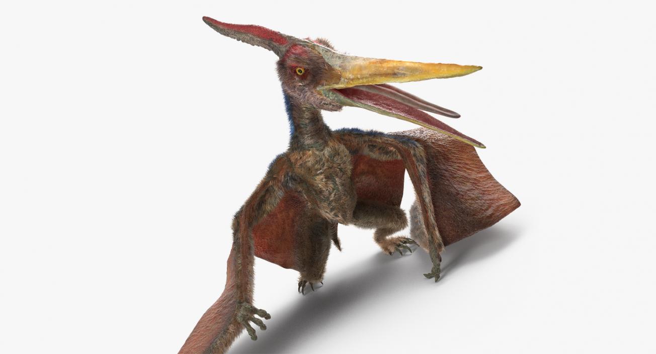 3D Pteranodon Standing Pose with Fur model