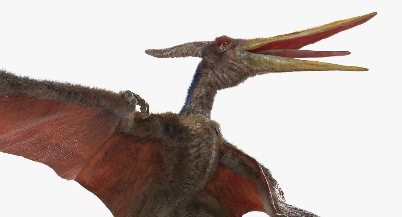 3D Pteranodon Standing Pose with Fur model