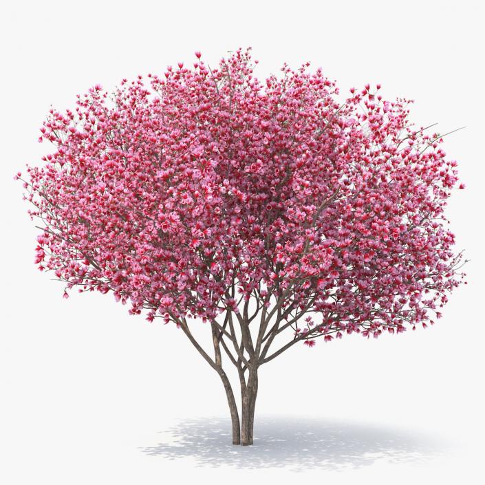 Magnolia Tulip Tree 3D model