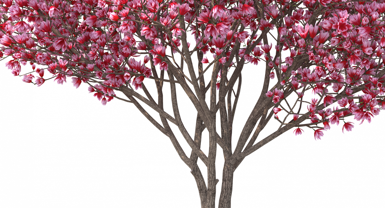 Magnolia Tulip Tree 3D model