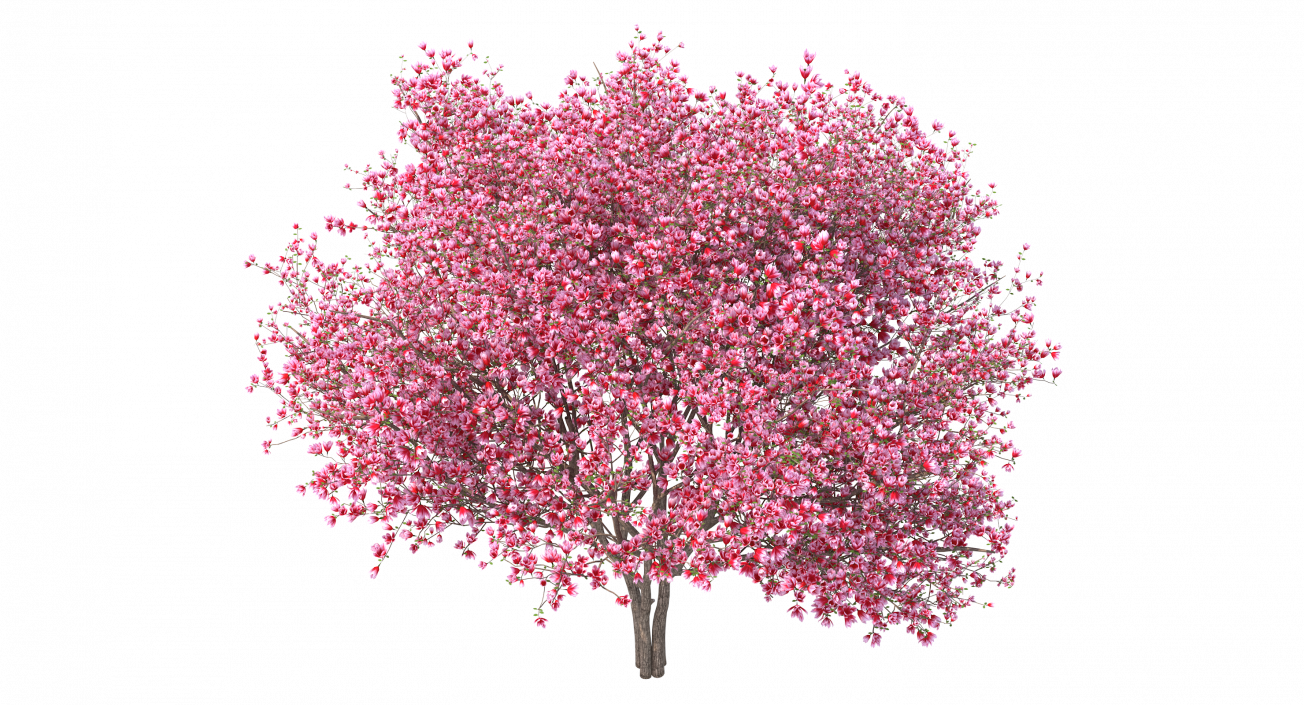 Magnolia Tulip Tree 3D model