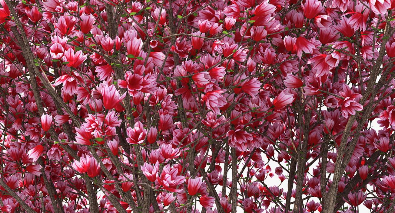 Magnolia Tulip Tree 3D model