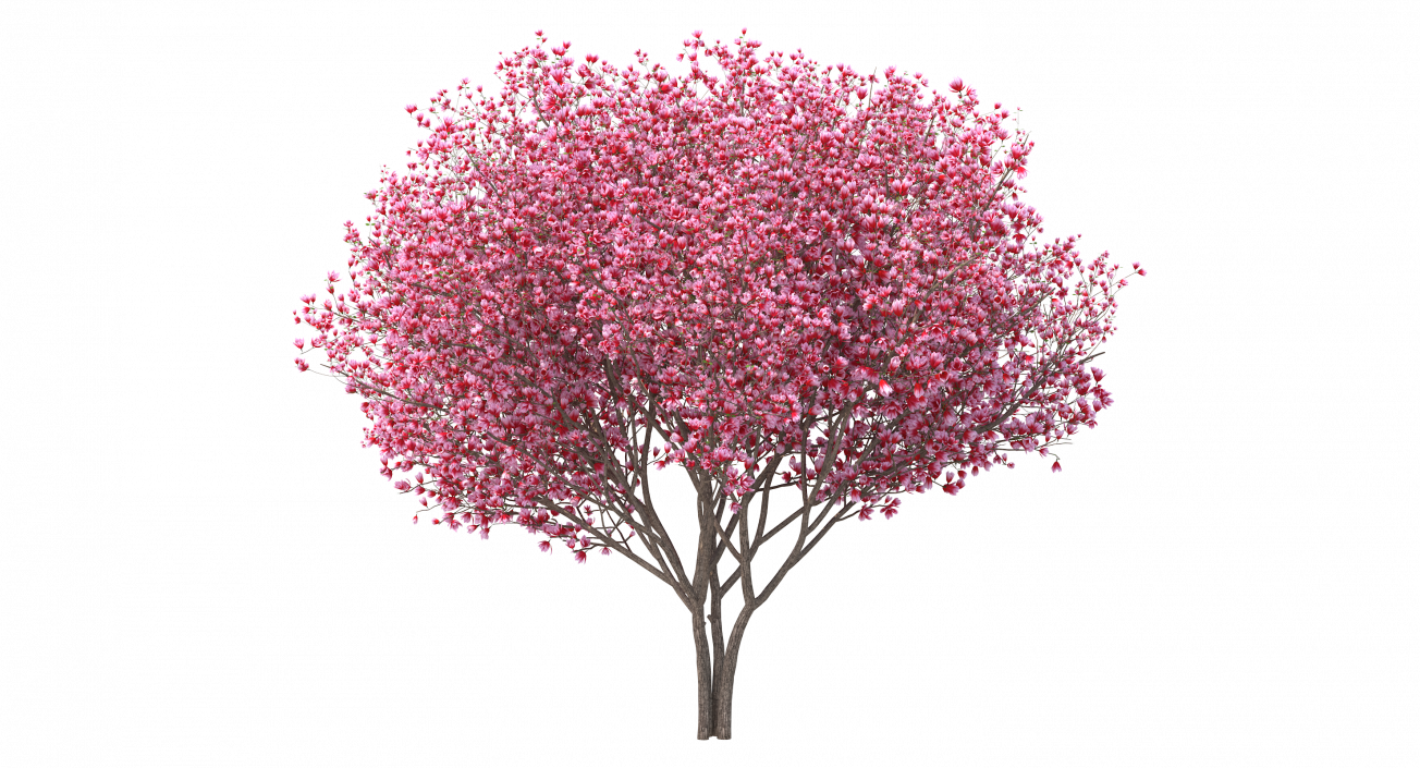 Magnolia Tulip Tree 3D model