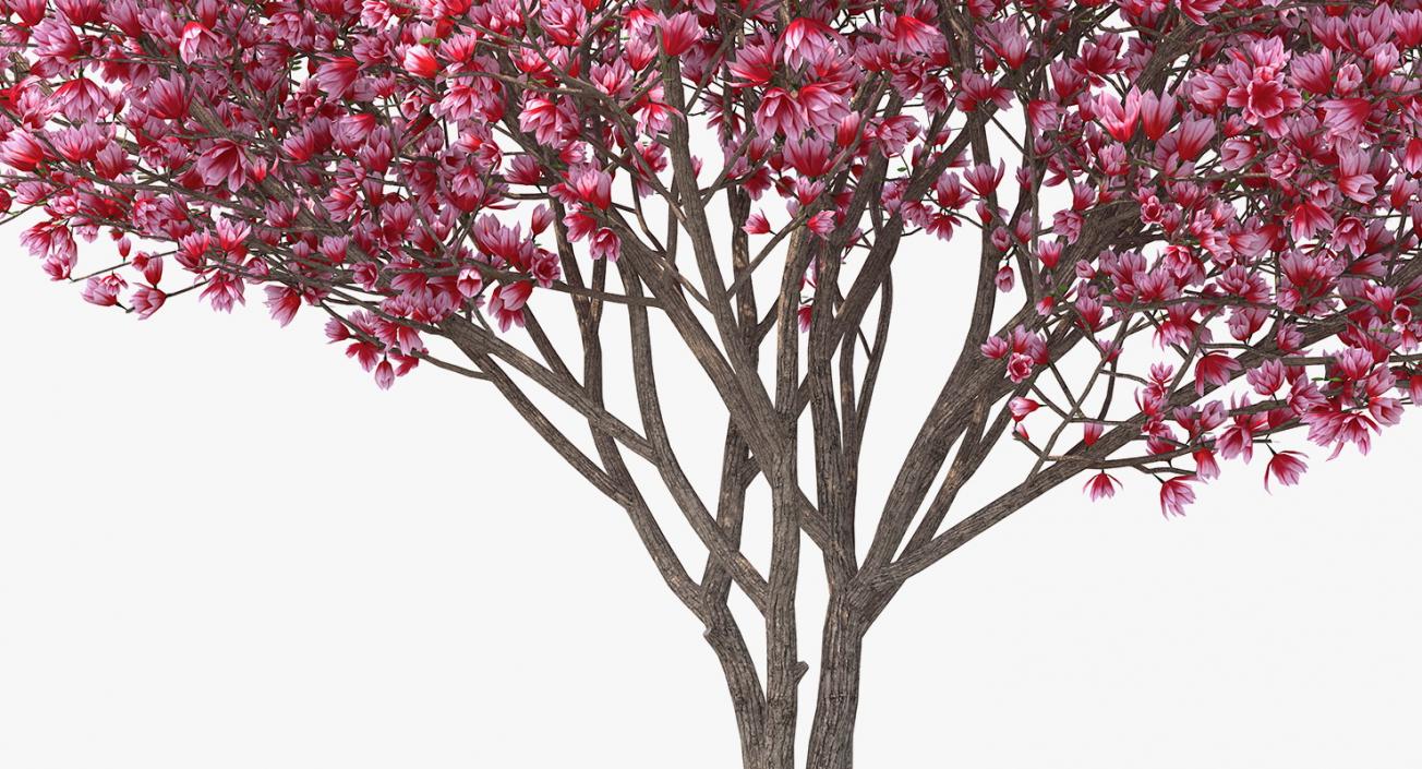 Magnolia Tulip Tree 3D model