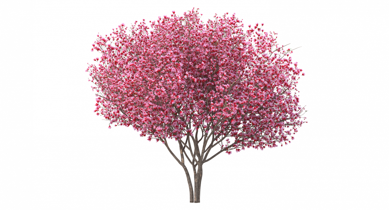 Magnolia Tulip Tree 3D model