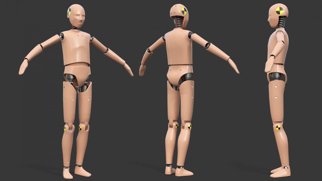 Teenager Crash Test Dummy Rigged 3D