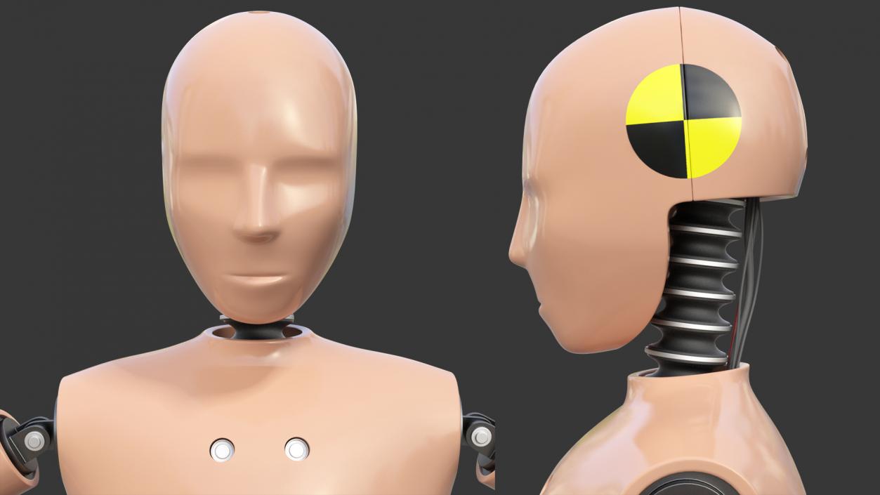 Teenager Crash Test Dummy Rigged 3D