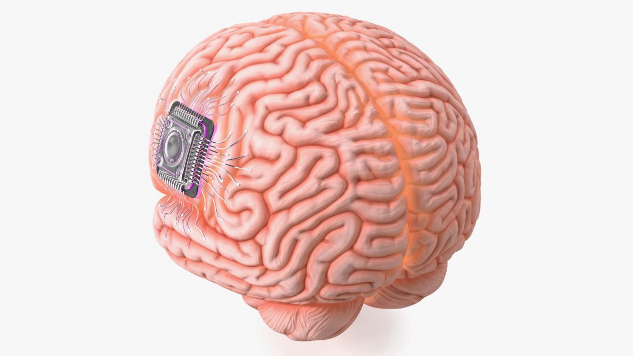 3D Human Brain With Implanted Microchip Lighted 2